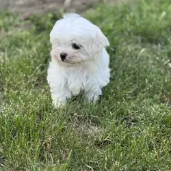 Maltese puppies