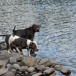 Remote controlled Pitbulls. Off leash /No fence.