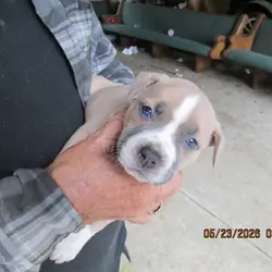 Pit bull puppys