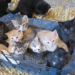Healthy Friendly Kittens