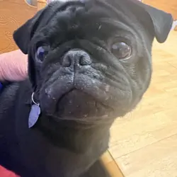 Pug 1 y.o. Male $700.00