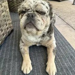 Fluffy French Bulldog Merle