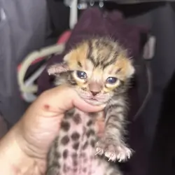 Bengal boy kittens