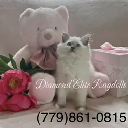 TICA Blue Mitted Ragdoll Girl Lemon