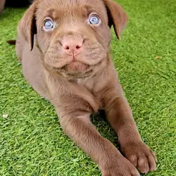 Labrador Puppies