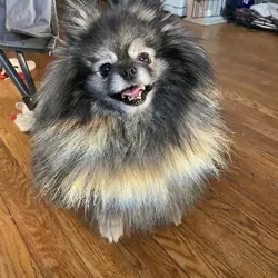 Male Pomeranian