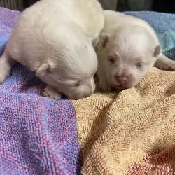 Pomeranian Puppy