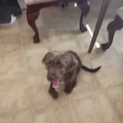 Labradoodle