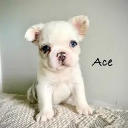 French Bulldog Puppies