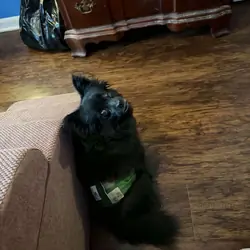Black Pom
