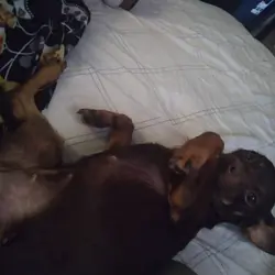 Female min pin