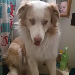 Australian Shepherd cream and white, merle