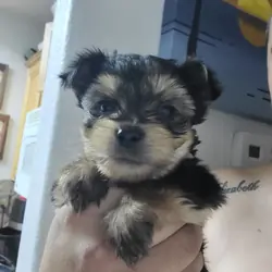 Tea cup Yorkie pups 3 males