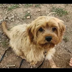 Female cavapoo puppy