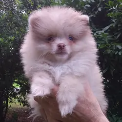 Elite Rare  Chocolate Merle Pomeranian Puppy Male