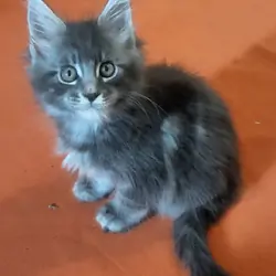 Tica registered female maine coon kittens