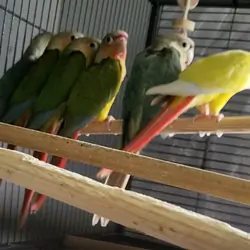 Baby pineapple conures
