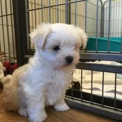 Home raised Maltese Puppies for re-homing