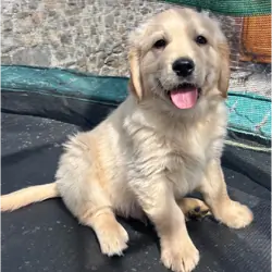 Golden retriever pups health tested parents