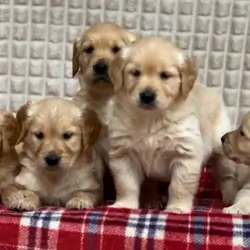 GORGEOUS GOLDEN RETRIEVER PUPPIES