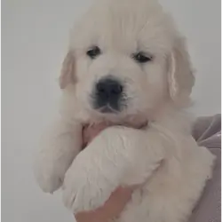 Extensively Health Tested Golden Retriever