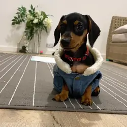 WOW Cute dachshund puppies available