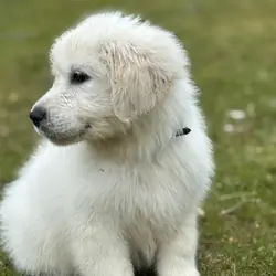 Stunning show type white girl fully vaccinated