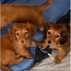 Miniature longhaired dachshund Puppies