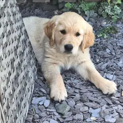 READY NOW Beautiful Golden Retriever puppies