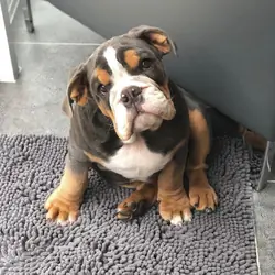 Gorgeous English bulldog puppies