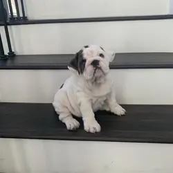 Charming English bulldog puppies