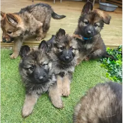 Purebred XL Long-Hair GSD Puppies