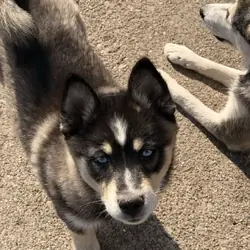 Pomsky Puppy - Rachel