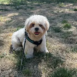 Lhasa Apso
