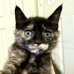 Adorable Kittens Available To Loving Home