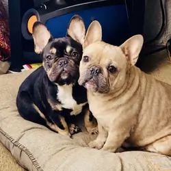 French bulldog