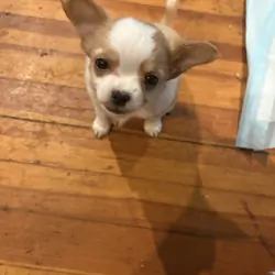 2 Adorable Long Haired Apple Head Chihuahua