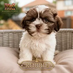 Shih Tzu puppies