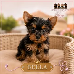 Yorkie puppies