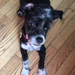 Duke - shorkie