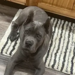 Cane Corso