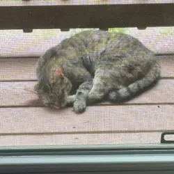 Free young femaie tabby