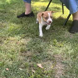Rat Terrier Puppies