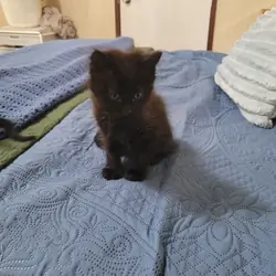 7 Week - Foster Kittens - FREE