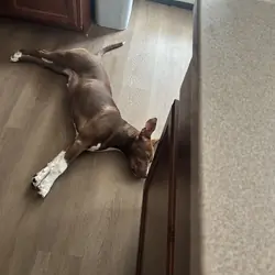 American pitbull terrier puppy