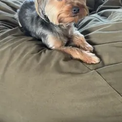 Silky terrier