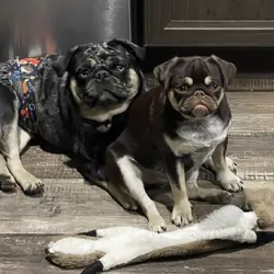 Pug puppy