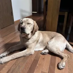 Yellow Labrador