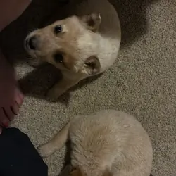 Female red heeler puppy