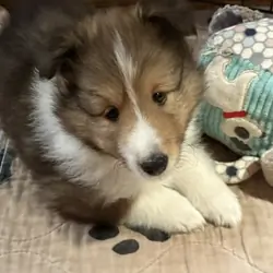 AKC Sable & White Shetland Sheepdog Male Pup